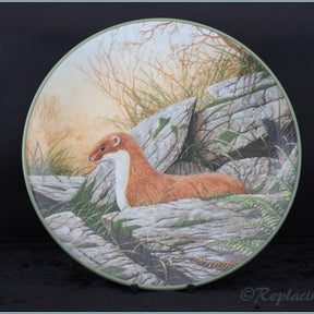 Royal Doulton - Rollinsons Portraits of Nature - A Stoat On The Alert