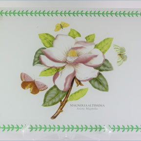 Magnolia Altissima 