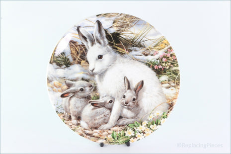 Royal Grafton - Polar Wildlife - Arctic Hare family (no.5)