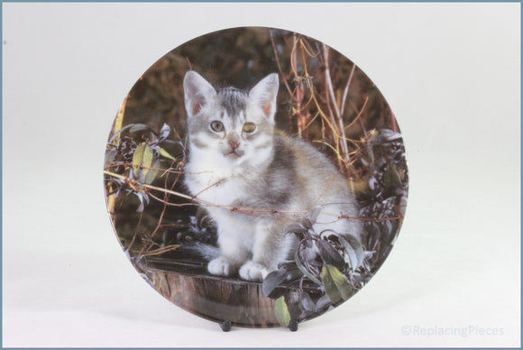 Crestley Collection - Kitten Kapers - Aristocat