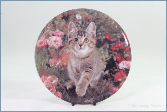 Crestley Collection - Kitten Kapers - Monarch Of The Glen