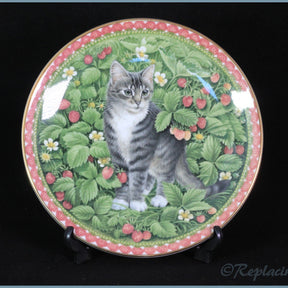Aynsley - Meet My Kittens - July