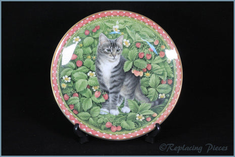 Aynsley - Meet My Kittens - July